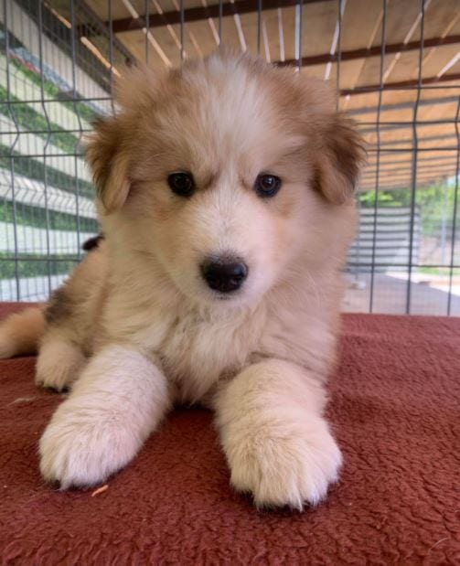 Marley a white and faun Romanian rescue puppy f_1 Dog at a Time Rescue UK Marley a white and faun Romanian rescue puppy | 1 Dog at a Time Rescue UK