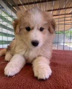 Marley a white and faun Romanian rescue puppy | 1 Dog at a Time Rescue UK