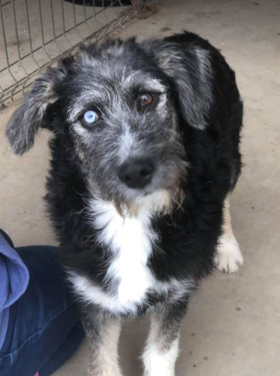 Max a black and tan Romanian rescue dog a1_1 Dog at a Time Rescue UK Max a black and tan Romanian rescue dog | 1 Dog at a Time Rescue UK