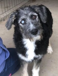 Max a black and tan Romanian rescue dog | 1 Dog at a Time Rescue UK