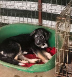 Max a black and tan Romanian rescue dog | 1 Dog at a Time Rescue UK