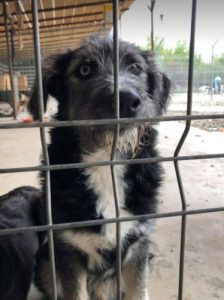 Max a black and tan Romanian rescue dog | 1 Dog at a Time Rescue UK