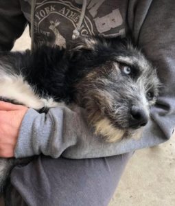 Max a black and tan Romanian rescue dog | 1 Dog at a Time Rescue UK