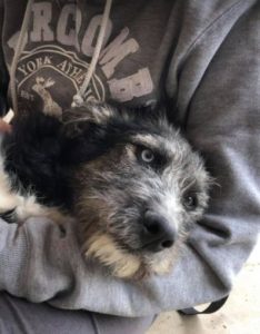 Max a black and tan Romanian rescue dog | 1 Dog at a Time Rescue UK