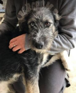 Max a black and tan Romanian rescue dog | 1 Dog at a Time Rescue UK