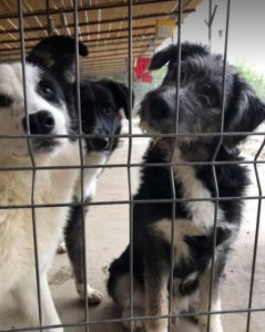 Max a black and tan Romanian rescue dog | 1 Dog at a Time Rescue UK