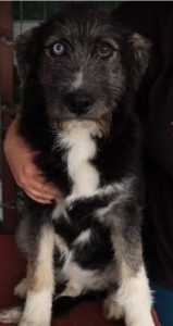 Max a black and tan Romanian rescue dog | 1 Dog at a Time Rescue UK