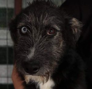 Max a black and tan Romanian rescue dog | 1 Dog at a Time Rescue UK