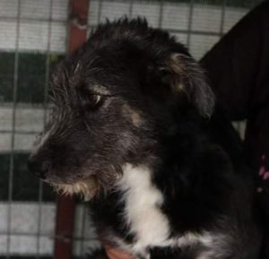 Max a black and tan Romanian rescue dog | 1 Dog at a Time Rescue UK