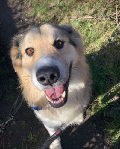 Milo Romanian Rescue Dog J ¦ 1 Dog at a Time Rescue UK Milo Romanian Rescue Dog ¦ 1 Dog at a Time Rescue UK