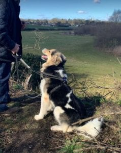 Milo Romanian Rescue Dog ¦ 1 Dog at a Time Rescue UK