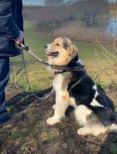 Milo Romanian Rescue Dog ¦ 1 Dog at a Time Rescue UK