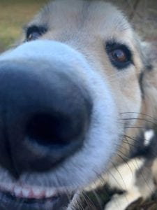 Milo Romanian Rescue Dog ¦ 1 Dog at a Time Rescue UK