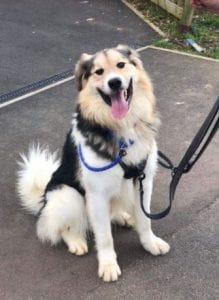 Milo Romanian Rescue Dog ¦ 1 Dog at a Time Rescue UK