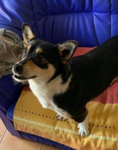 Miska a black and tan Romanian rescue dog | 1 Dog at a Time Rescue UK