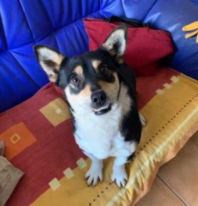 Miska a black and tan Romanian rescue dog | 1 Dog at a Time Rescue UK