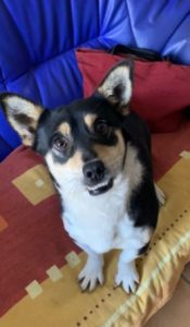 Miska a black and tan Romanian rescue dog | 1 Dog at a Time Rescue UK