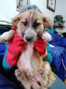 Missy a tan coloured Romanian rescue dog ¦ 1 Dog at a Time Rescue UK