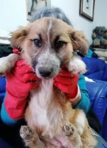 Missy a tan coloured Romanian rescue dog ¦ 1 Dog at a Time Rescue UK