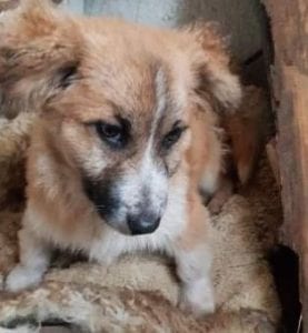 Missy a tan coloured Romanian rescue dog ¦ 1 Dog at a Time Rescue UK