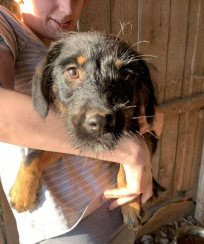 Mowgli a brown and tan Romanian rescue dog 10_1 Dog at a Time Rescue UK Mowgli a brown and tan Romanian rescue dog | 1 Dog at a Time Rescue UK