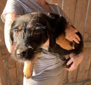 Mowgli a brown and tan Romanian rescue dog | 1 Dog at a Time Rescue UK