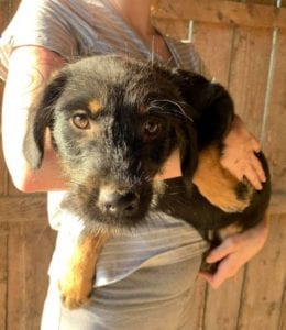 Mowgli a brown and tan Romanian rescue dog | 1 Dog at a Time Rescue UK