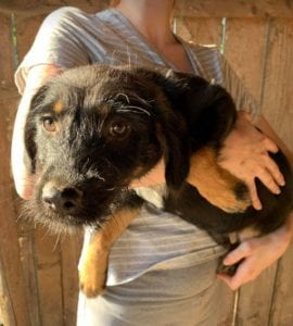 Mowgli a brown and tan Romanian rescue dog | 1 Dog at a Time Rescue UK