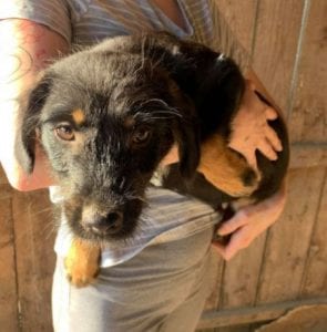 Mowgli a brown and tan Romanian rescue dog | 1 Dog at a Time Rescue UK