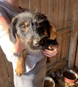 Mowgli a brown and tan Romanian rescue dog | 1 Dog at a Time Rescue UK