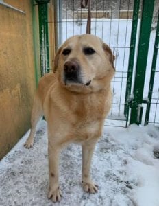 Murphy a lab mix Romanian rescue dog ¦ 1 Dog at a Time Rescue UK