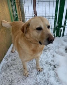 Murphy a lab mix Romanian rescue dog ¦ 1 Dog at a Time Rescue UK