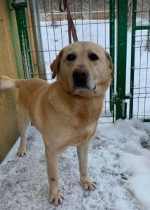 Murphy a lab mix Romanian rescue dog ¦ 1 Dog at a Time Rescue UK