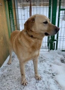 Murphy a lab mix Romanian rescue dog ¦ 1 Dog at a Time Rescue UK