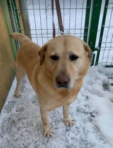 Murphy a lab mix Romanian rescue dog ¦ 1 Dog at a Time Rescue UK