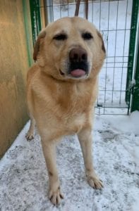 Murphy a lab mix Romanian rescue dog ¦ 1 Dog at a Time Rescue UK