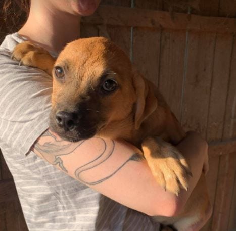 Oscar a tan Romanian rescue dog 10_1 Dog at a Time Rescue UK Oscar a tan Romanian rescue dog | 1 Dog at a Time Rescue UK