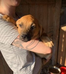 Oscar a tan Romanian rescue dog | 1 Dog at a Time Rescue UK