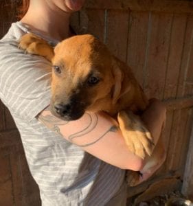 Oscar a tan Romanian rescue dog | 1 Dog at a Time Rescue UK