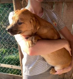 Oscar a tan Romanian rescue dog | 1 Dog at a Time Rescue UK