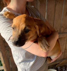 Oscar a tan Romanian rescue dog | 1 Dog at a Time Rescue UK