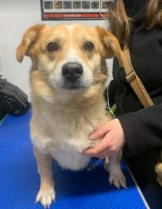 Rex a faun colour Romanian rescue dog ¦ 1 Dog at a Time Rescue UK