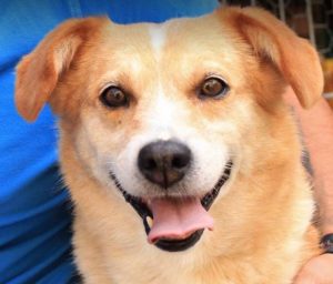 Rex a faun colour Romanian rescue dog | 1 Dog at a Time Rescue UK