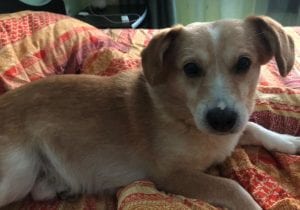 Rex a faun colour Romanian rescue dog ¦ 1 Dog at a Time Rescue UK