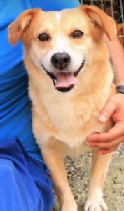 Rex a faun colour Romanian rescue dog | 1 Dog at a Time Rescue UK