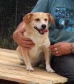 Rex a faun colour Romanian rescue dog | 1 Dog at a Time Rescue UK