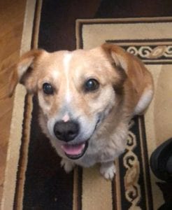 Rex a faun colour Romanian rescue dog ¦ 1 Dog at a Time Rescue UK