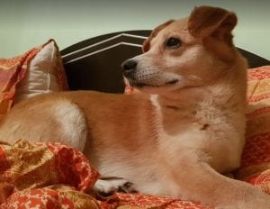 Rex a faun colour Romanian rescue dog ¦ 1 Dog at a Time Rescue UK