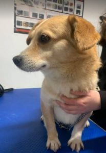 Rex a faun colour Romanian rescue dog ¦ 1 Dog at a Time Rescue UK