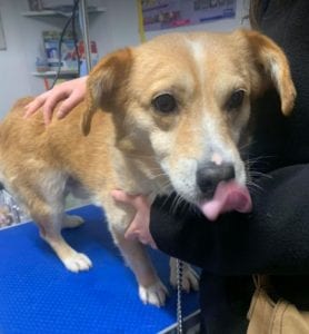 Rex a faun colour Romanian rescue dog ¦ 1 Dog at a Time Rescue UK